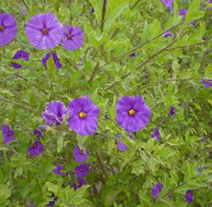Low Maintenance Shrubs